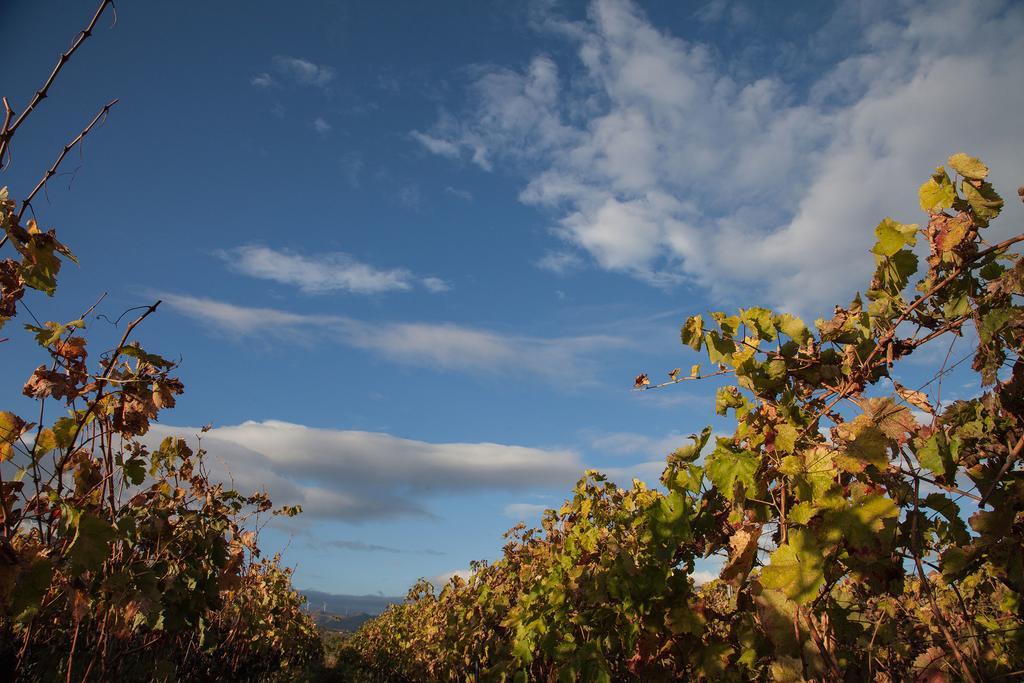 Гостевой дом Feudo Vagliasindi -Wine Experience- Рандаццо Экстерьер фото