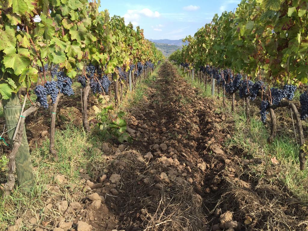 Гостевой дом Feudo Vagliasindi -Wine Experience- Рандаццо Экстерьер фото